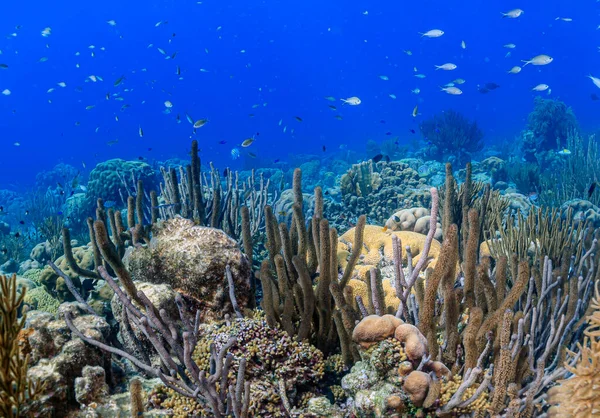 Bonaire adasının kıyısındaki Karayip mercan resifleri