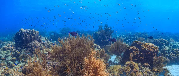 Barriera Corallina Dei Caraibi Largo Della Costa Dell Isola Bonaire — Foto Stock