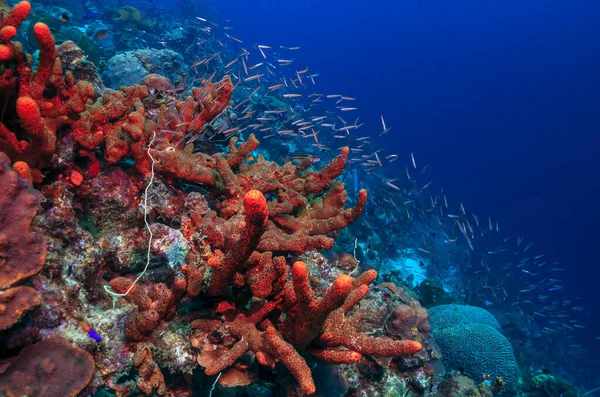 Récif Corallien Caribéen Large Île Bonaire — Photo