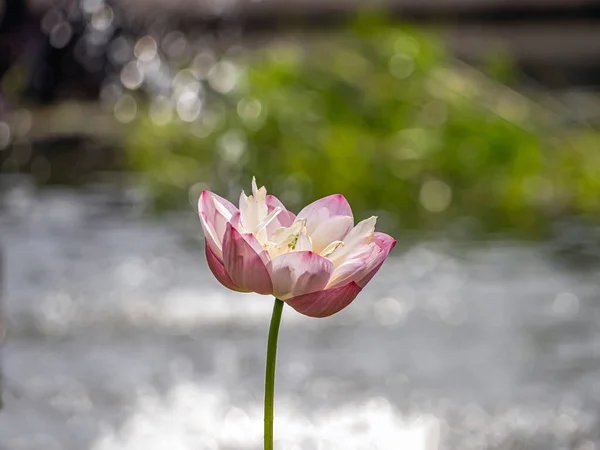 Indian Lotus Sacred Lotus Simply Lotus One Two Extant Species — Photo