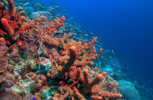 Arrecife Coral Del Caribe Frente Costa Isla Bonaire —  Fotos de Stock