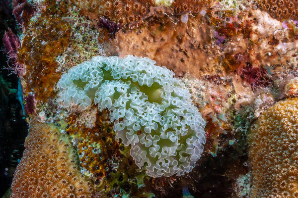 Elysia crispata, common name the lettuce sea slug or lettuce slug, is a large and colorful species of sea slug, a marine gastropod mollusk.