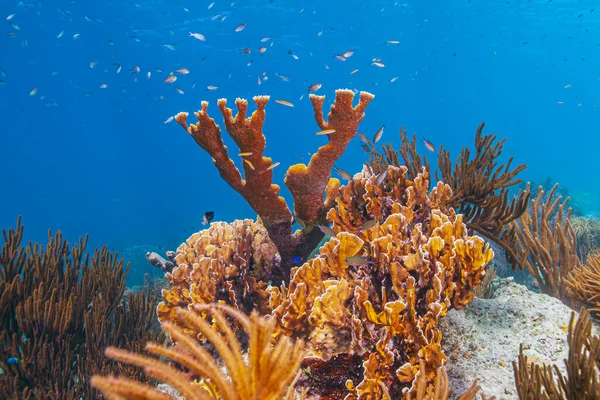 Barriera Corallina Dei Caraibi Largo Della Costa Dell Isola Bonaire — Foto Stock