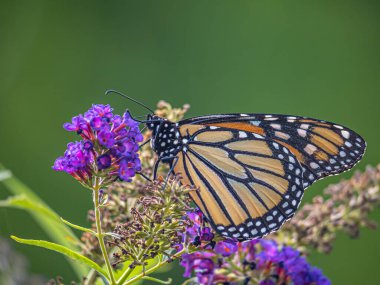 Kral kelebeği, Danaus plexippus Nymphalidae familyasından bir kelebek türü..