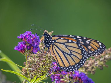 Kral kelebeği, Danaus plexippus Nymphalidae familyasından bir kelebek türü..