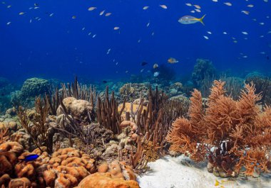 Bonaire adasının kıyısındaki Karayip mercan resifleri
