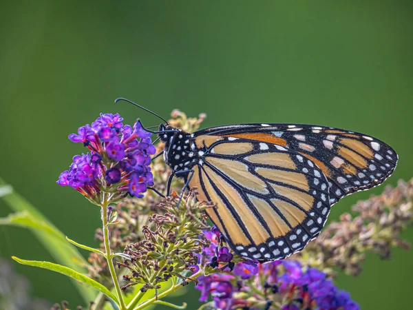 Kral kelebeği, Danaus plexippus Nymphalidae familyasından bir kelebek türü..
