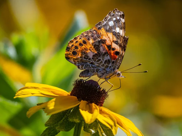 Cynthia Group Colourful Butterflies Commonly Called Painted Ladies Comprises Subgenus — Photo