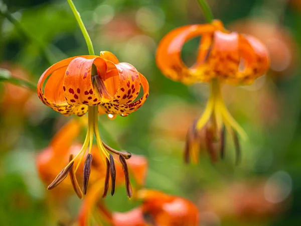 Lilium henryi,sometimes called Tiger Lily in summer in garden