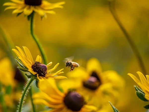 Honey Bee Eusocial Flying Insect Genus Apis Bee Clade All — Foto de Stock