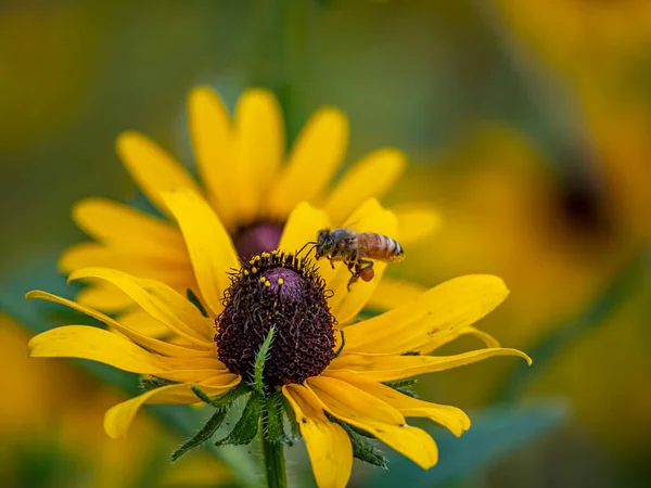 Honey Bee Eusocial Flying Insect Genus Apis Bee Clade All — Foto de Stock