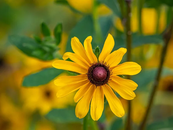 Rudbeckia Hirta Commonly Called Black Eyed Susan North American Flowering — стоковое фото