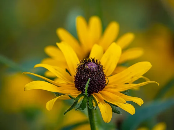 Rudbeckia Hirta Commonly Called Black Eyed Susan North American Flowering — 스톡 사진