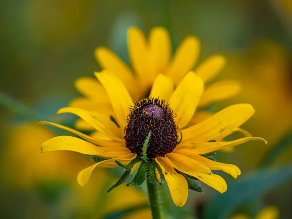 Rudbeckia Hirta Commonly Called Black Eyed Susan North American Flowering — Stok fotoğraf