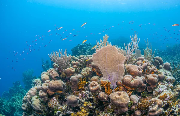 Karibisches Korallenriff Vor Der Küste Der Insel Bonaire — Stockfoto