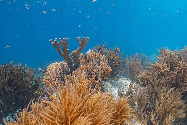 Bonaire adasının kıyısındaki Karayip mercan resifleri
