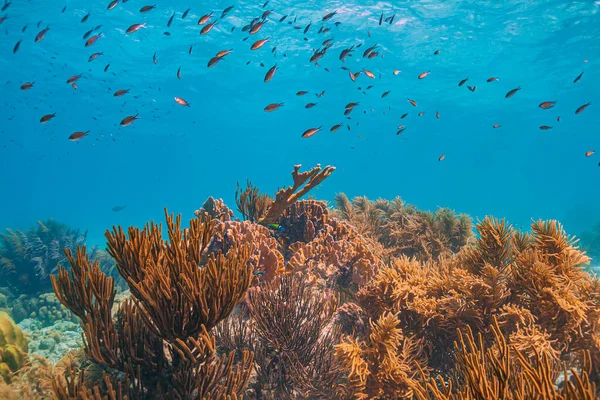 Recifes Coral Das Caraíbas Largo Costa Ilha Bonaire — Fotografia de Stock