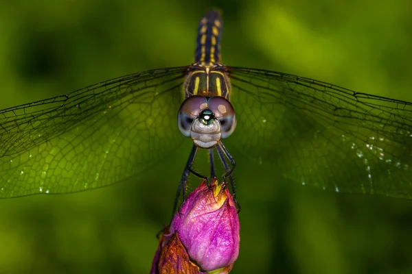 Dragonfly Είναι Έντομο Που Ανήκει Στην Τάξη Odonata Infraorder Anisoptera — Φωτογραφία Αρχείου