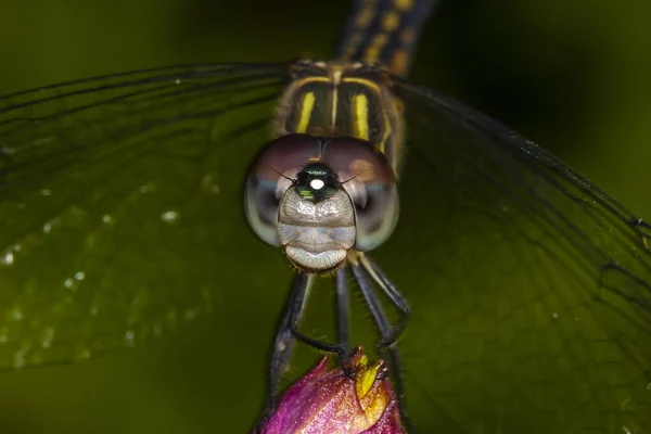 Стрекоза Насекомое Принадлежащее Порядку Odonata Инфраотряд Anisoptera — стоковое фото