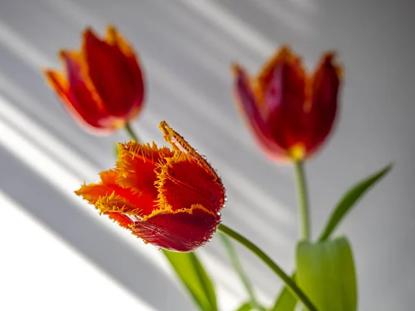 Tulipán Jaře Thajsku — Stock fotografie