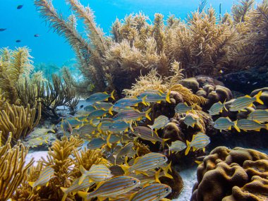 Bluestriped homurtusu (