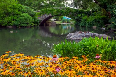 Yazın Central Park 'taki Gapstow Köprüsü' nde siyah gözlü Susan