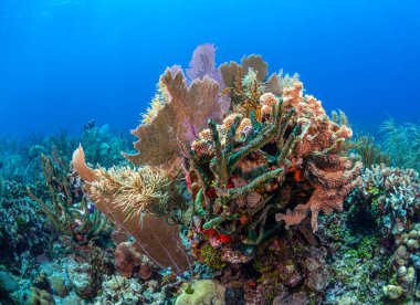 Bonaire adasının kıyısındaki Karayip mercan resifleri