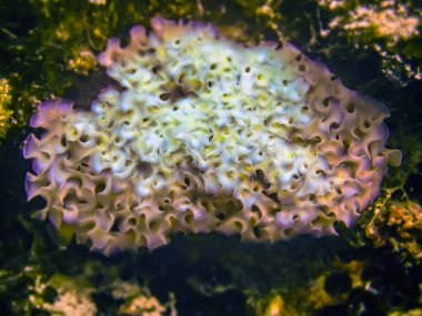 Elysia crispata, common name the lettuce sea slug or lettuce slug, is a large and colorful species of sea slug, a marine gastropod mollusk.