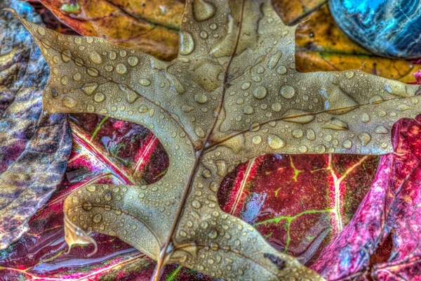 Outono Ainda Vida Com Gotas Água Folhas — Fotografia de Stock