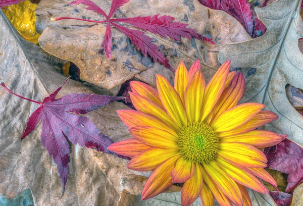 Herbst Stillleben Mit Wassertropfen Und Blättern — Stockfoto