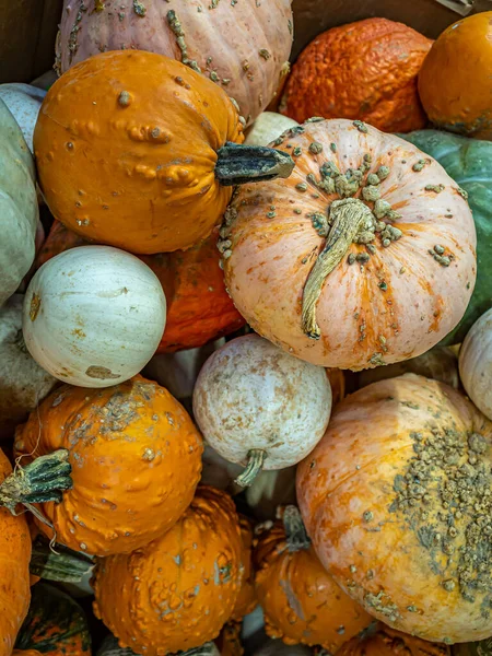 Pumpkin Cultivar Squash Plant Most Commonly Cucurbita Pepo — Stock Photo, Image