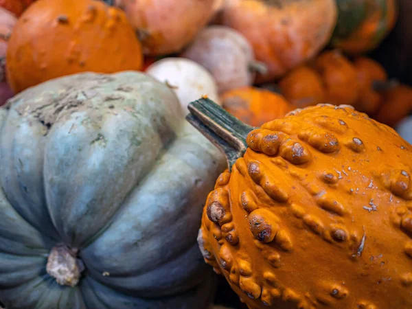 Pumpkin Cultivar Squash Plant Most Commonly Cucurbita Pepo — Stock Photo, Image