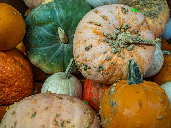 Una Calabaza Cultivar Una Planta Calabaza Más Comúnmente Cucurbita Pepo — Foto de Stock