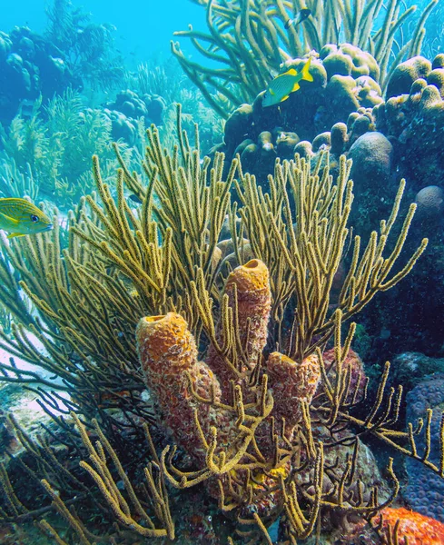 Aplysina Archeri Stove Pipe Sponge Tube Sponge Long Tube Structure — Stock Photo, Image