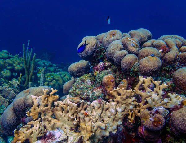 Arrecife Coral Del Caribe Frente Costa Isla Bonaire —  Fotos de Stock