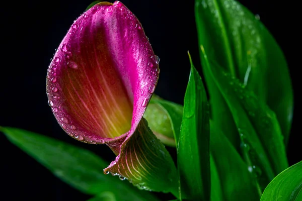 Calla Lilja Arrangemang Lila Svart Bakgrund — Stockfoto