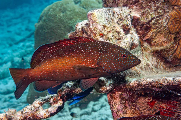 Cephalopholis Fulva Coney Butterfish Species Marine Ray Finned Fish Grouper — Stock Photo, Image