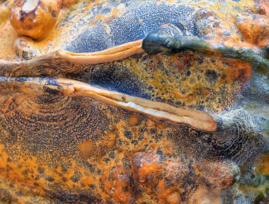 Su kabakları, Cucurbitaceae familyasından bazı çiçek açan bitki türlerinin meyvelerini içerir, özellikle Cucurbita ve Lagenaria..