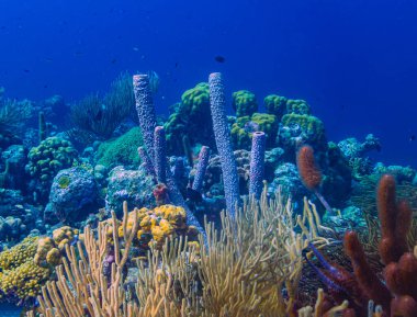 Bonaire adasının kıyısındaki Karayip mercan resifleri