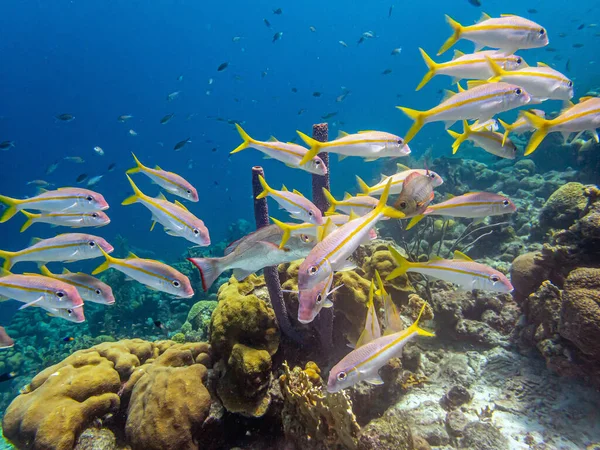 Caribbean Coral Reef Coast Island Bonaire — Stock Photo, Image