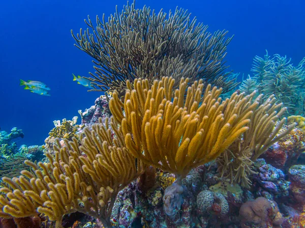 Barriera Corallina Dei Caraibi Largo Della Costa Dell Isola Bonaire — Foto Stock