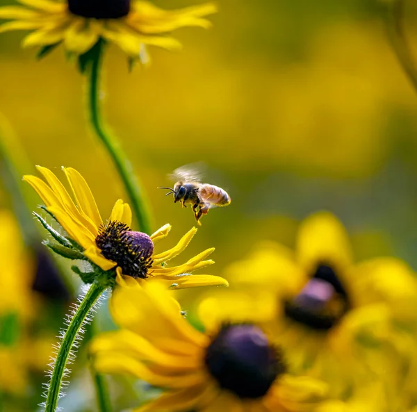 Rudbeckia Hirta Commonly Called Black Eyed Susan North American Flowering — Stok fotoğraf