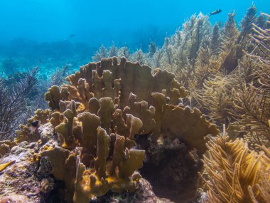Bonaire adasının kıyısındaki Karayip mercan resifleri