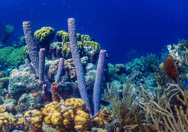 Aplysina Archeri Spugna Tubi Spugna Tubi Tubo Lungo Struttura Sottomarino — Foto Stock