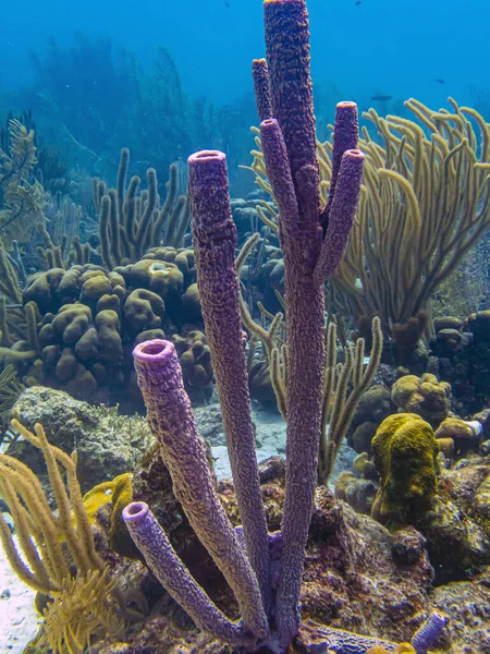 Aplysina Archeri Esponja Estufa Esponja Tubo Tubo Largo Estructura Cilíndrica — Foto de Stock