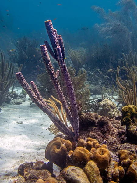 炉管海绵 管状海绵 珊瑚礁水下圆柱形 — 图库照片