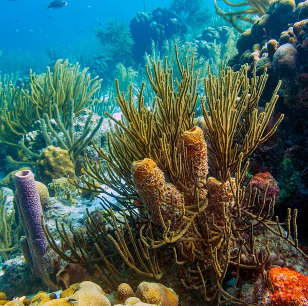 Aplysina Archeri Stove Pipe Sponge Tube Sponge Long Tube Structure — Stock Photo, Image