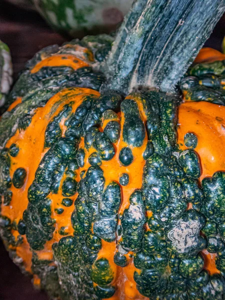 A pumpkin is a cultivar of a squash plant, most commonly of Cucurbita pepo