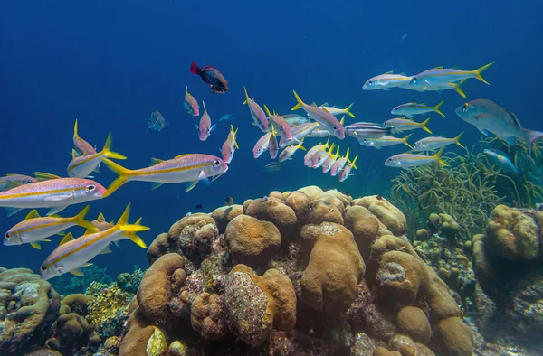 Yellowtail Snapper Ocyurus Chrysurus Ist Eine Häufige Schnapperart Die Westlichen — Stockfoto