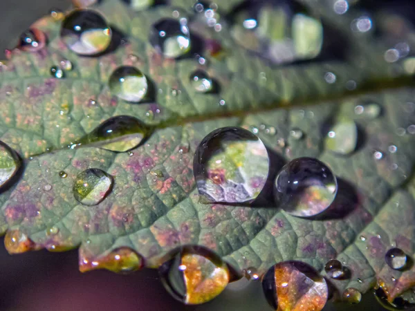 Große Wassertropfen Herbst Auf Grünkohlblättern — Stockfoto